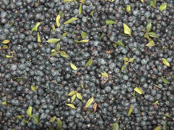 Myrte-corse myrte-corse